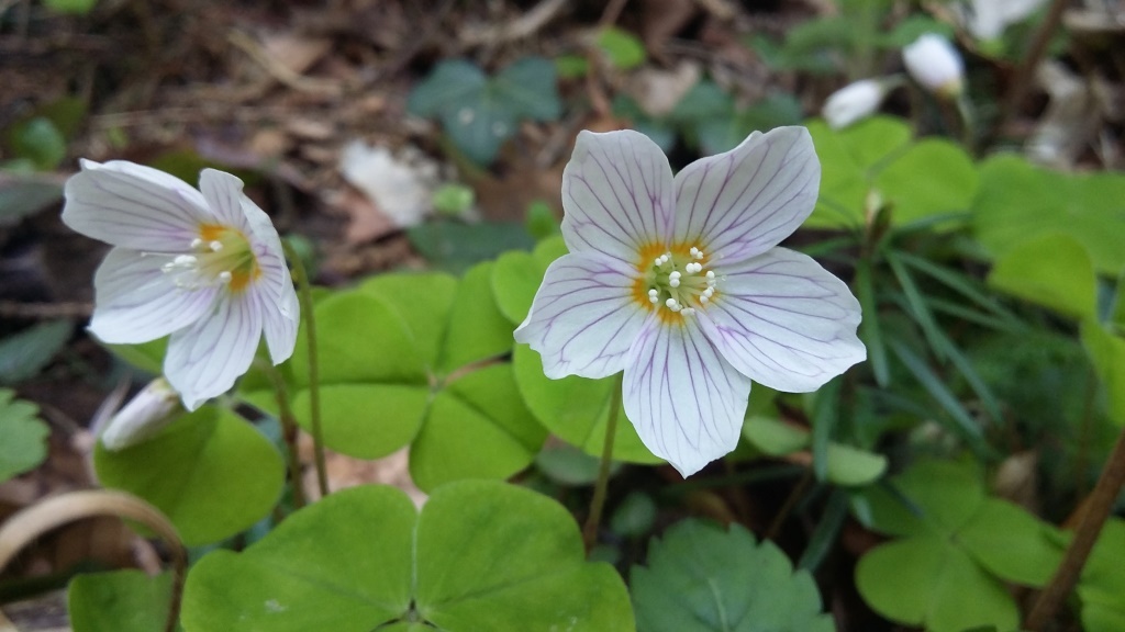 Oxalis petite oseille