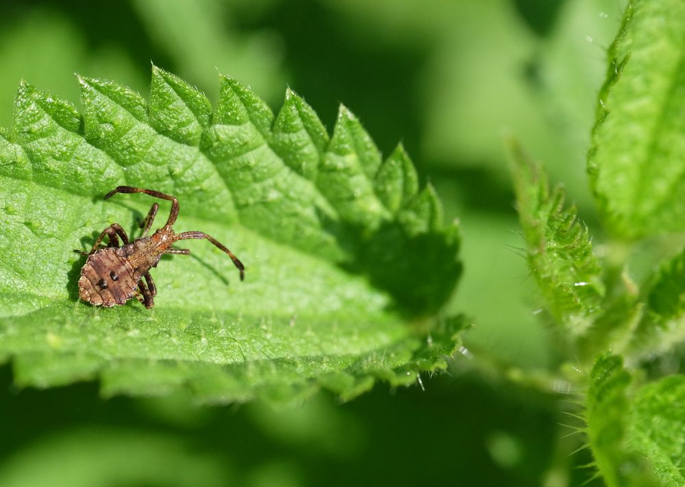 Punaise sur feuille d'ortie.