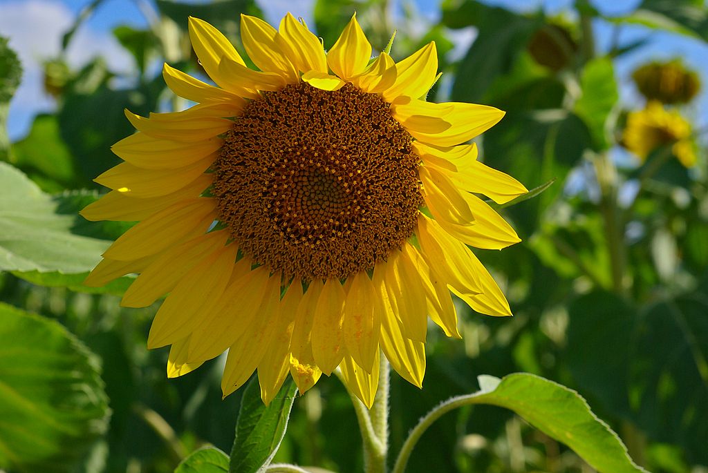 Tournesol