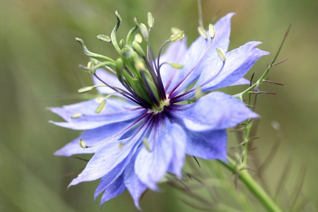 nigelle de damas, fleur bleutée