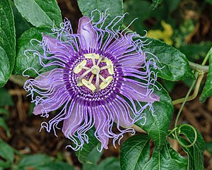 Passiflora incarnata