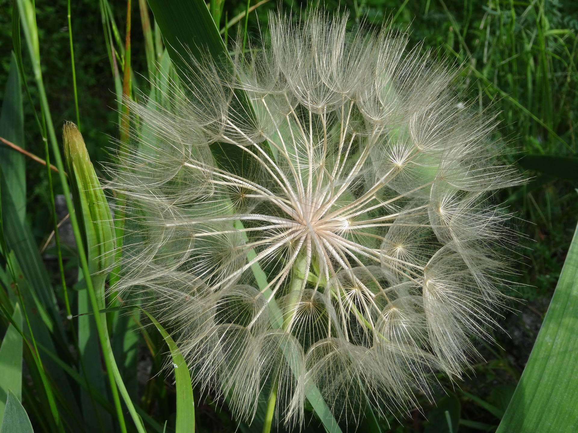 le salsifis sauvage en graines ressemble au pissenlit en graines mais en plus gros