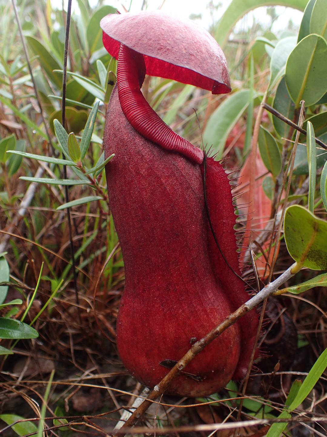 Nepenthes bokorensis