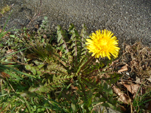 pissenlit, dent de lion, fleurs jaunes , sur une faille de bitume.