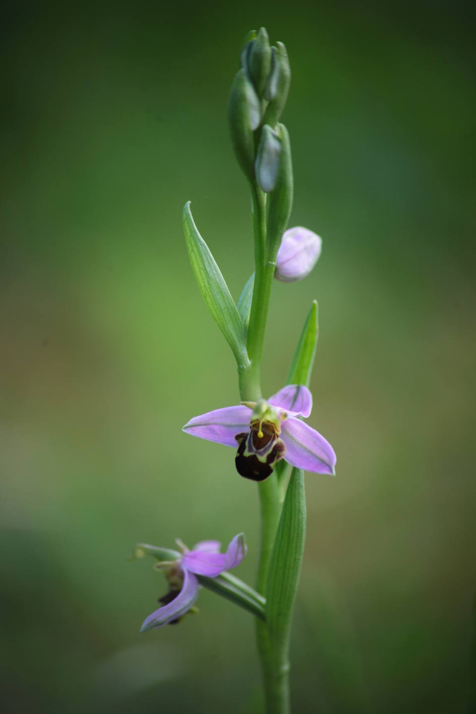 Ophrys apifera ?