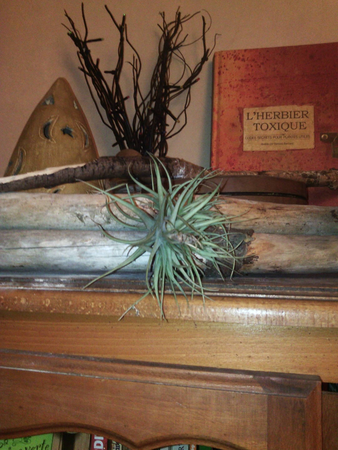Tillandsia
