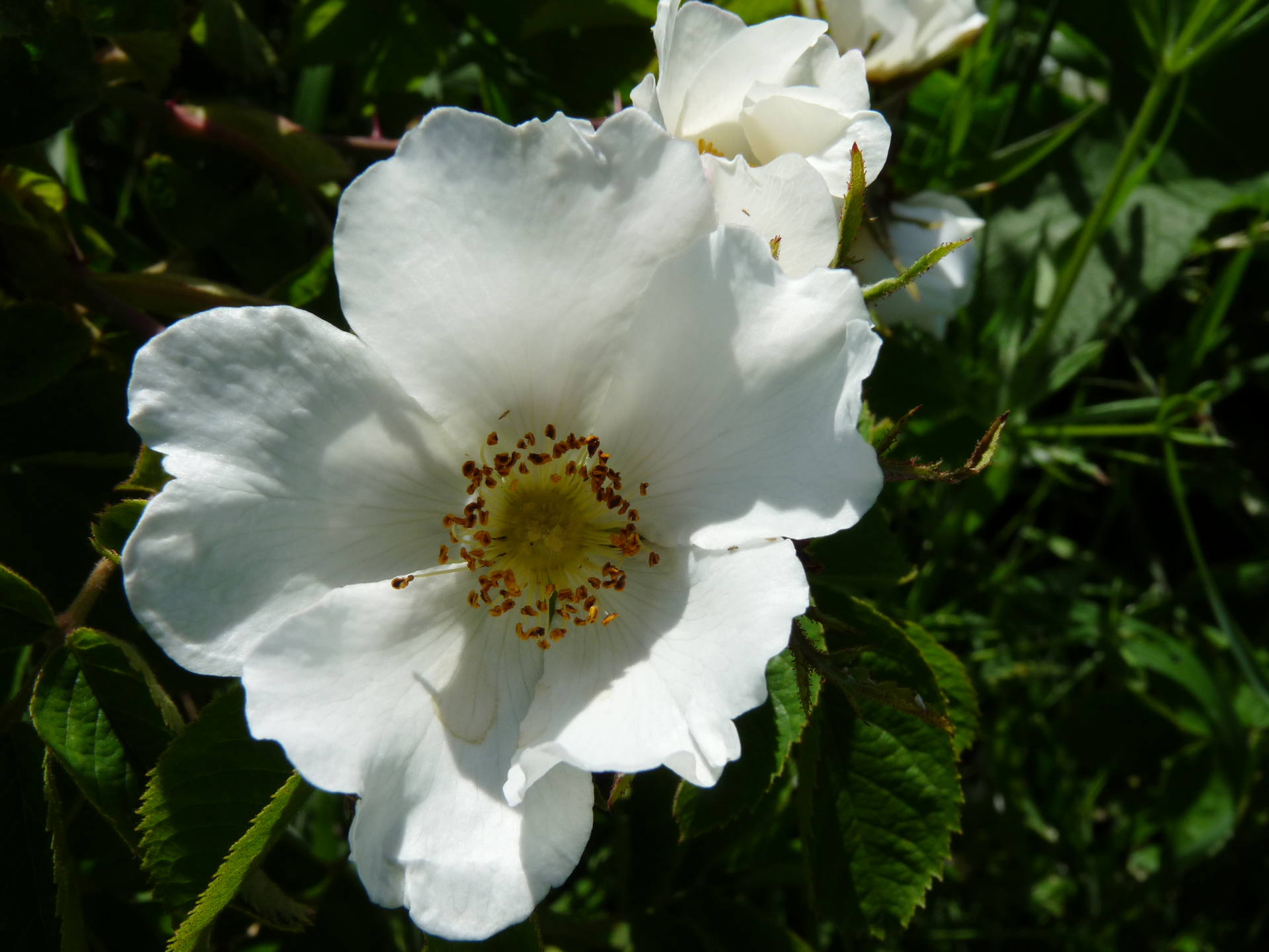 Photo, prise le long d'un chemin, d'une fleur blanche épanouie, à cinq pétales.
