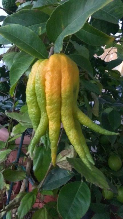 Citrus Main de Boudha