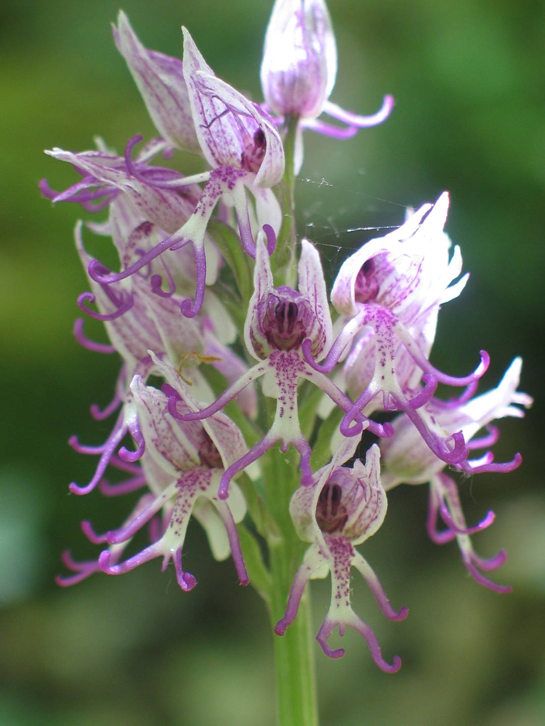 Orchis simia