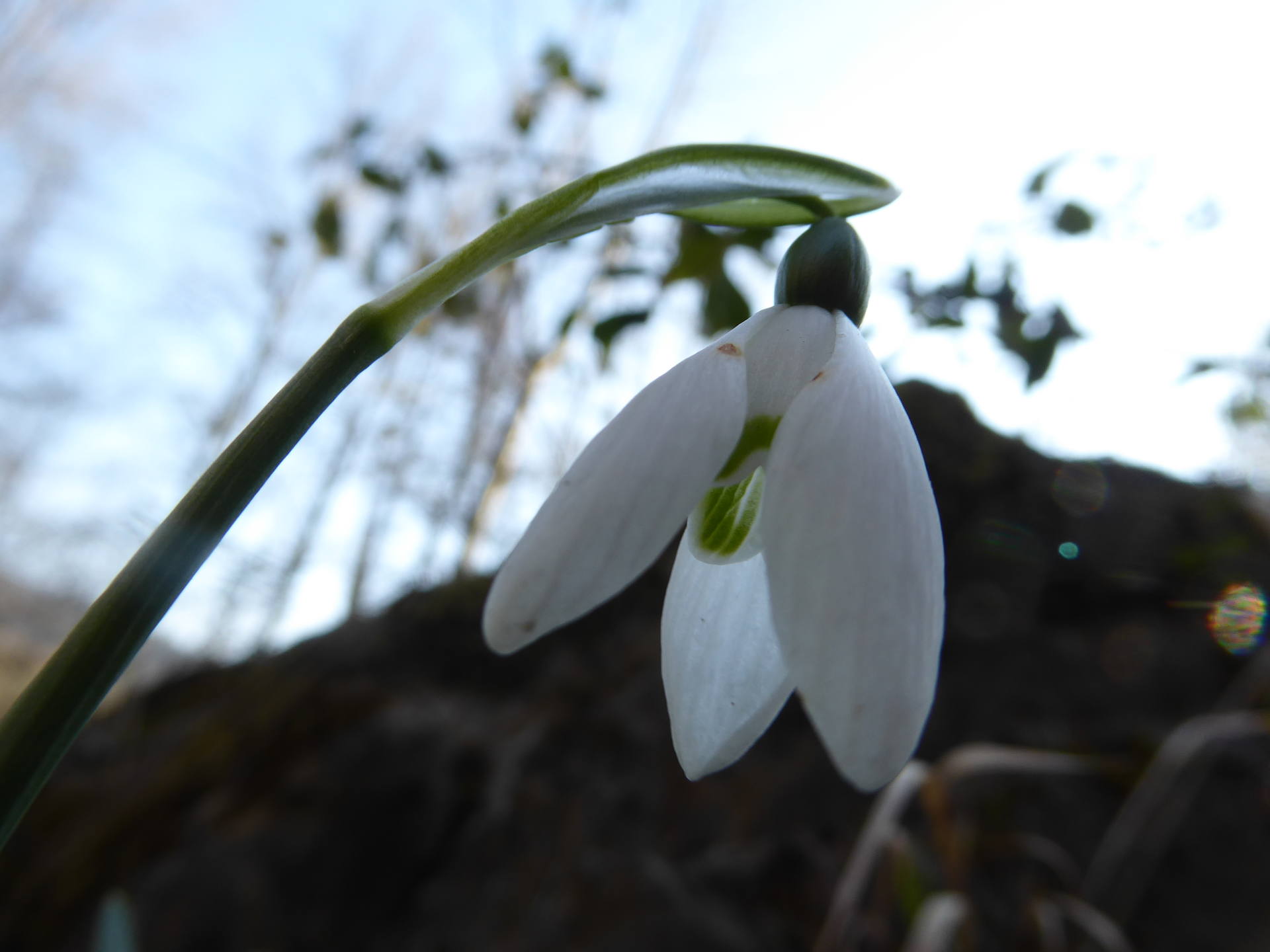 Galanthus nivalis - Perce-neige