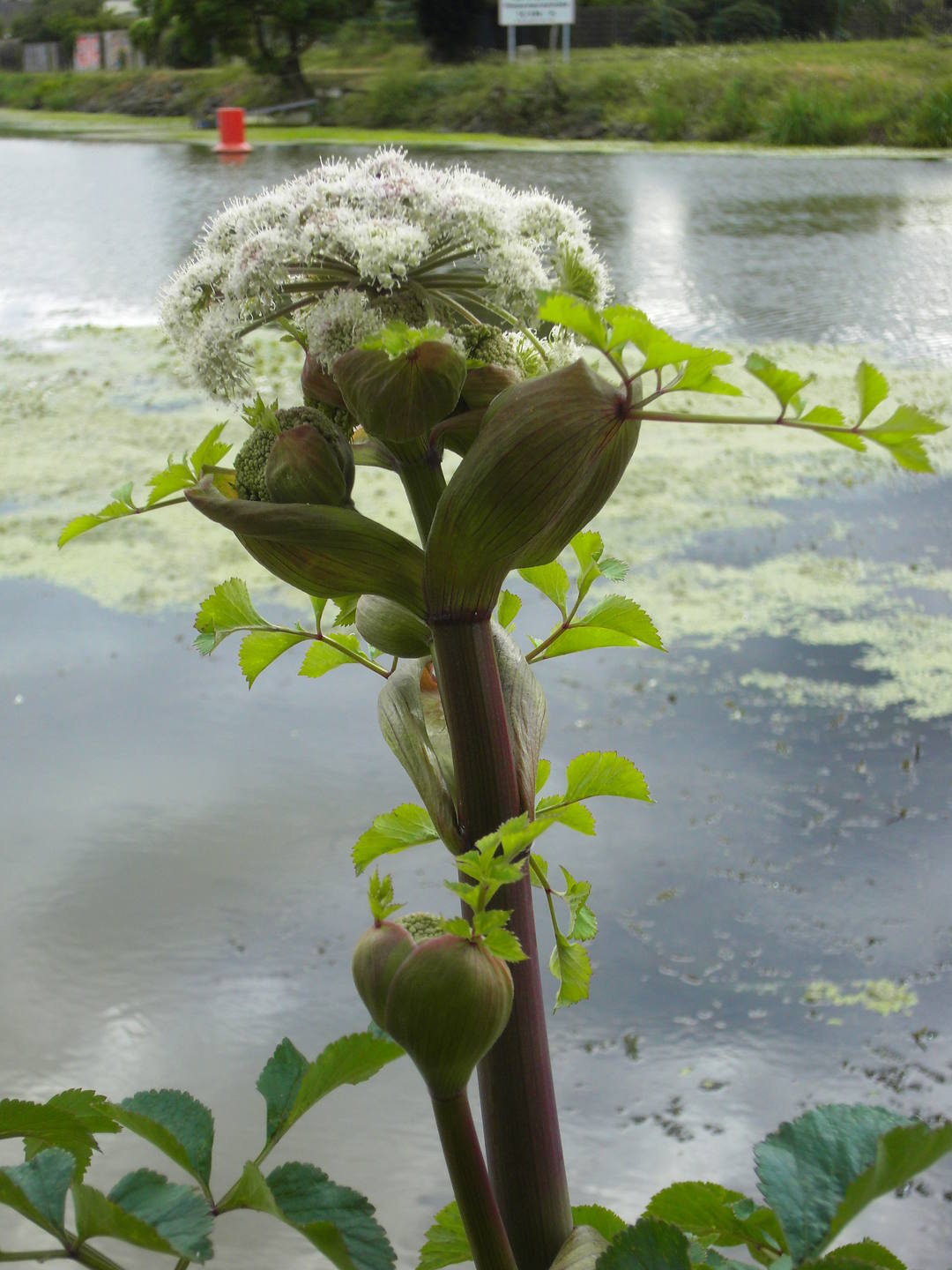 Grande berce ( rive de la vilaine 35)