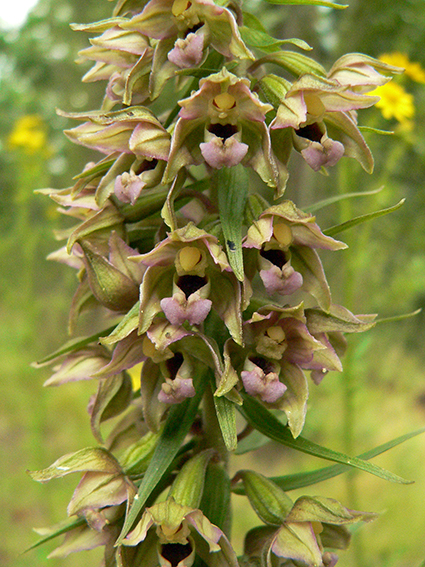 Epipactis helléborine