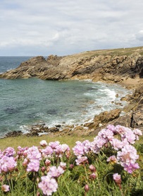 Trèfle rose sur la lande