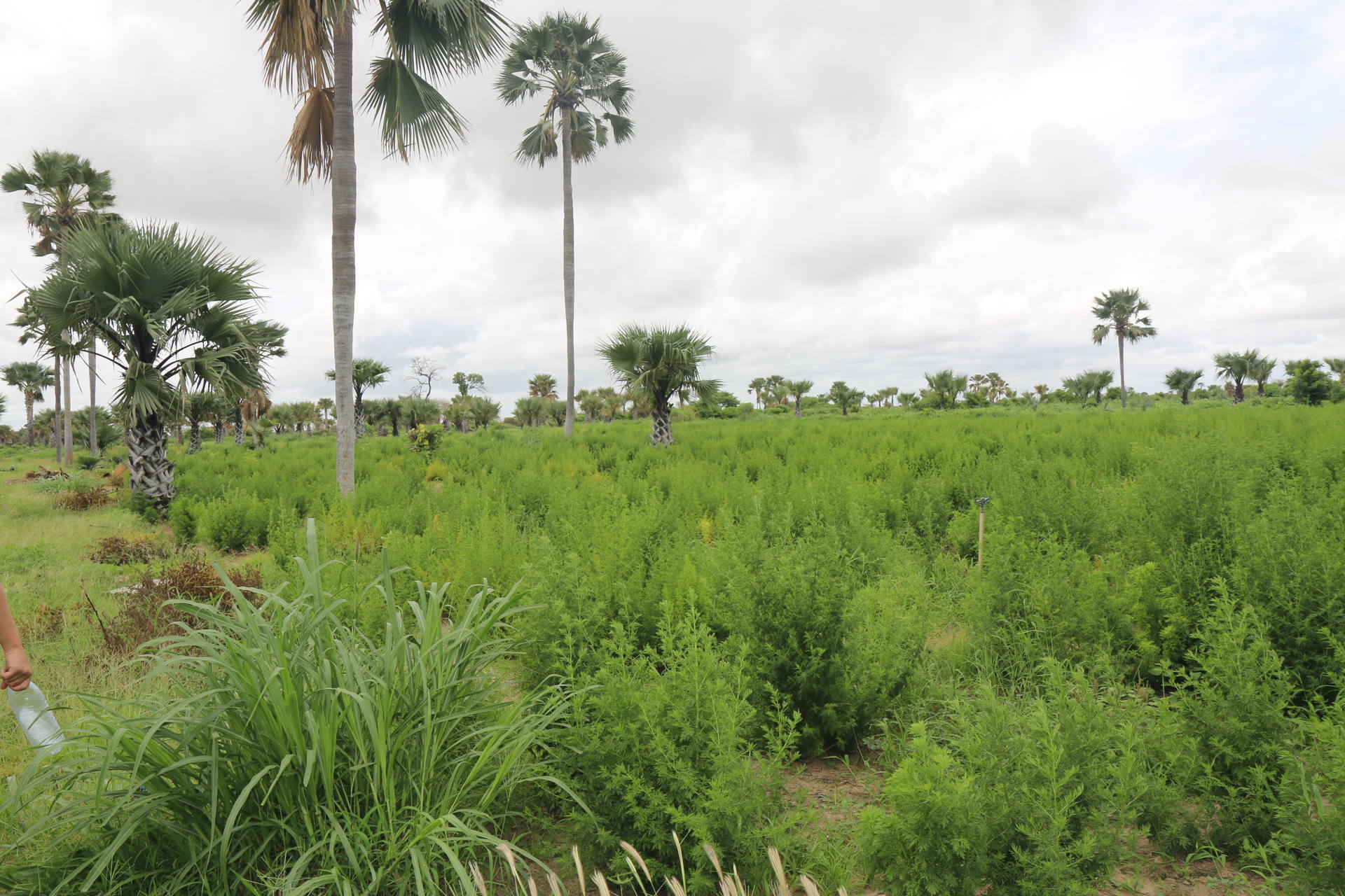 Artemisia annua au Sénégal