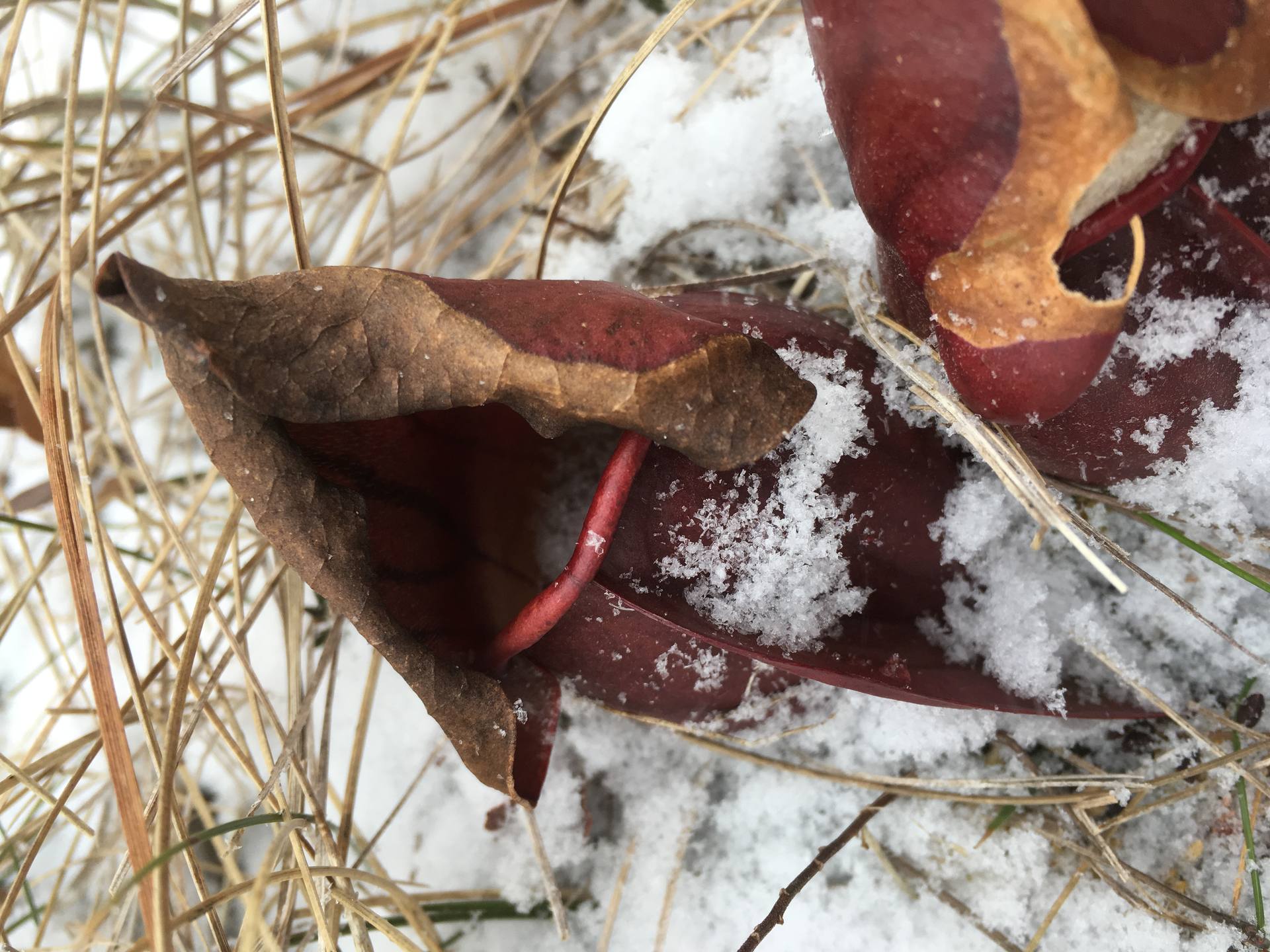 Sarracenia purpurea en hiver à St Pierre et Miquelon