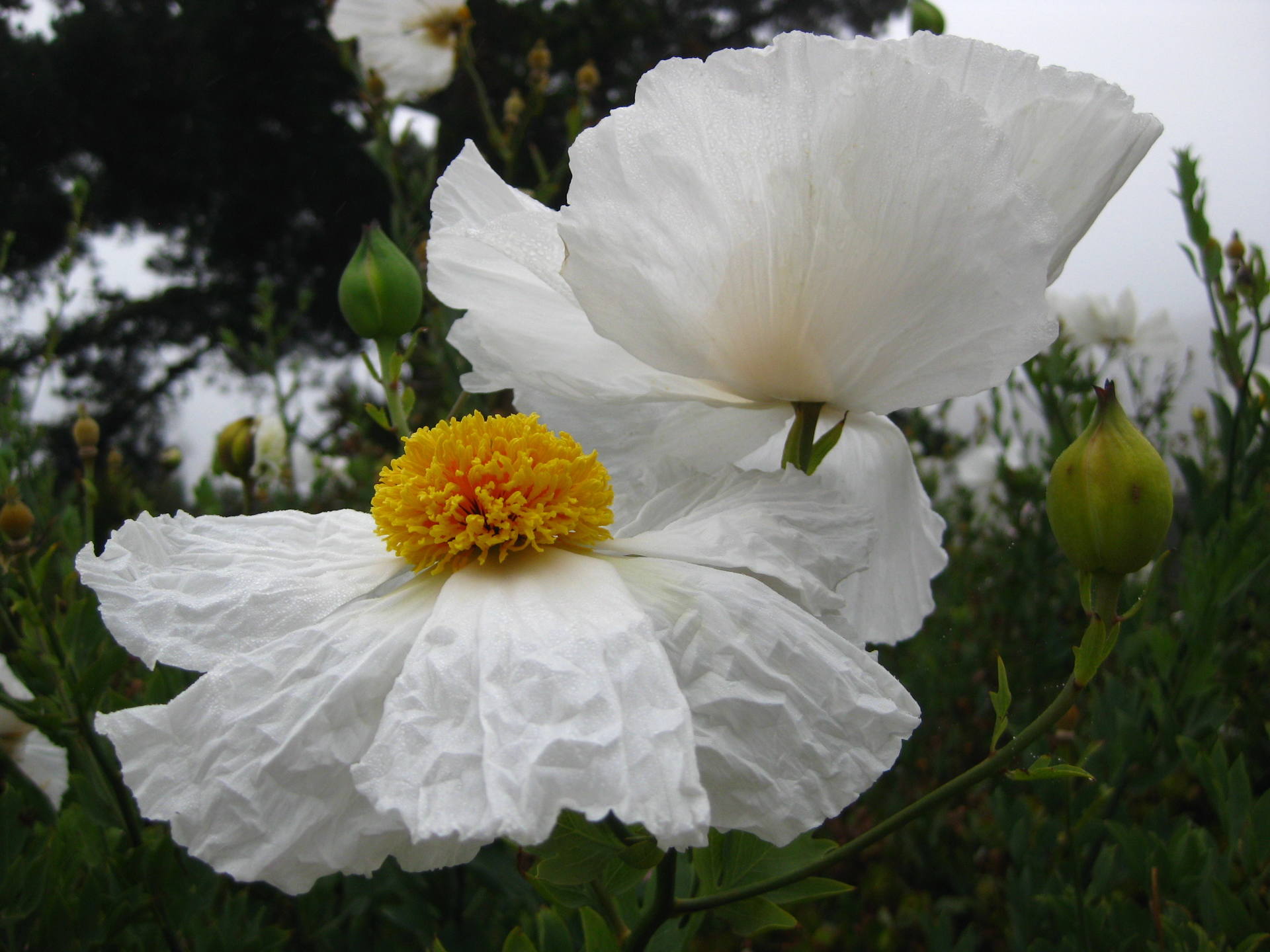 Belle fleur en Californie