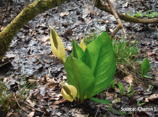 Lysichiton Americanus