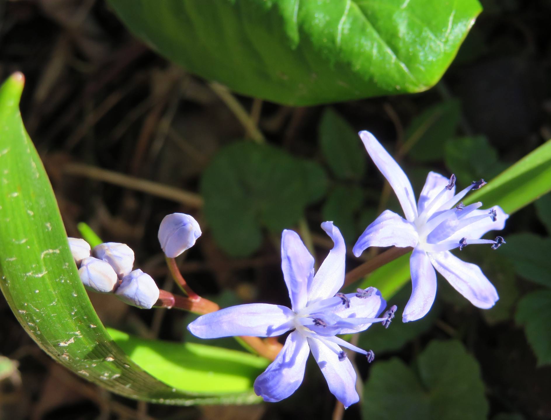 scille à 2 feuilles