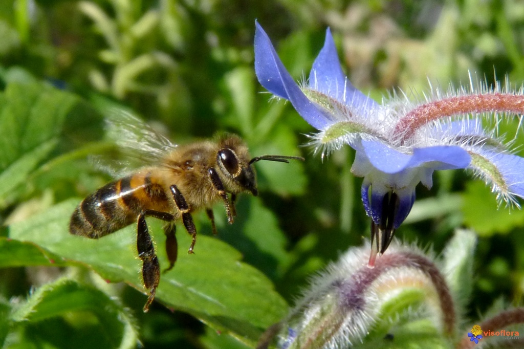 Abeille s'approchant d'une fleur de bourrache