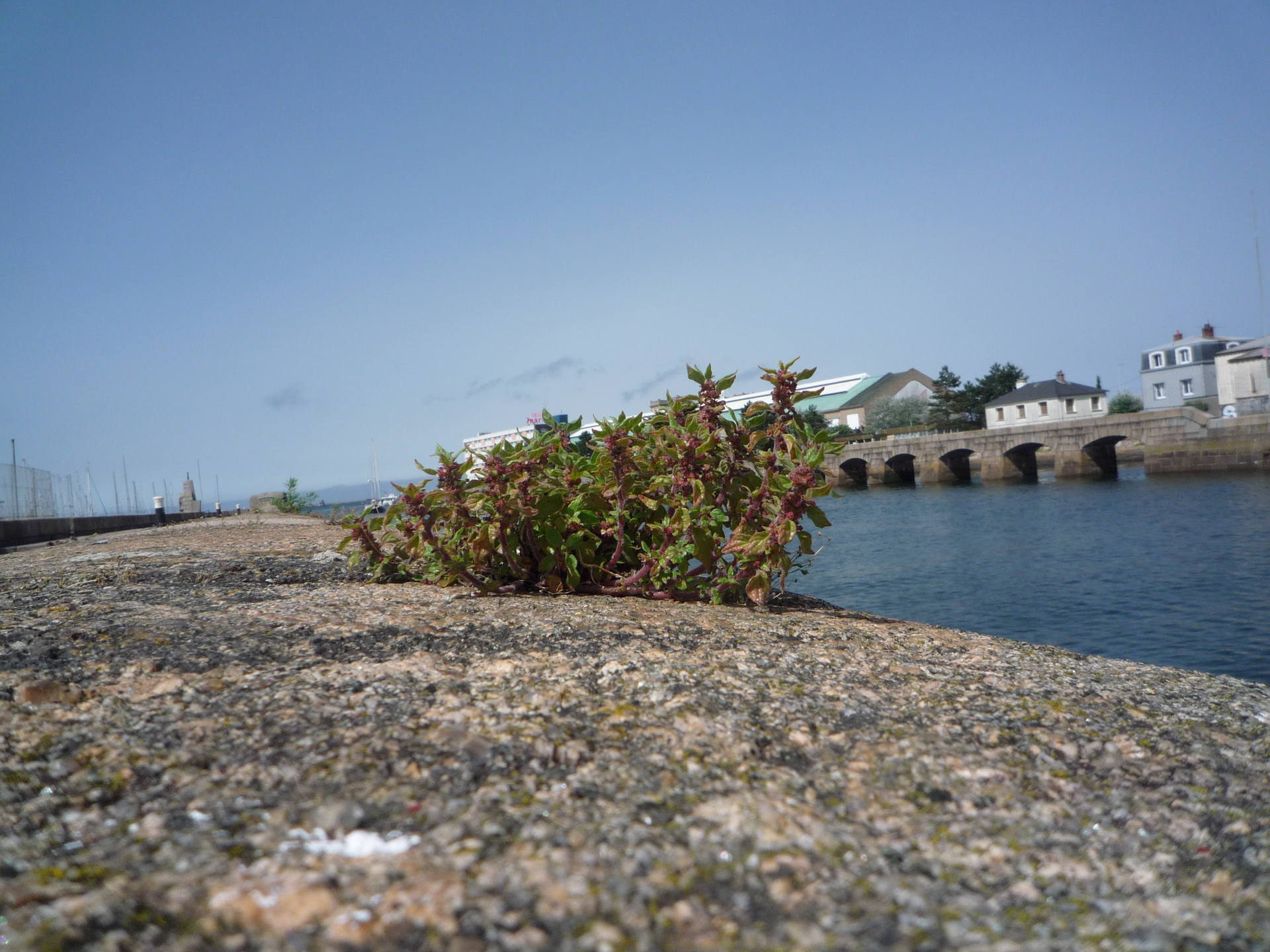 Pariétaire de Judée sur la digue du port de Cherbourg