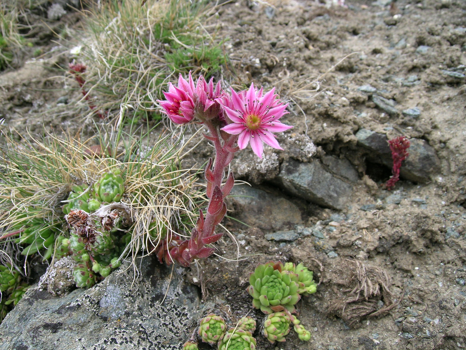 Sempervivum