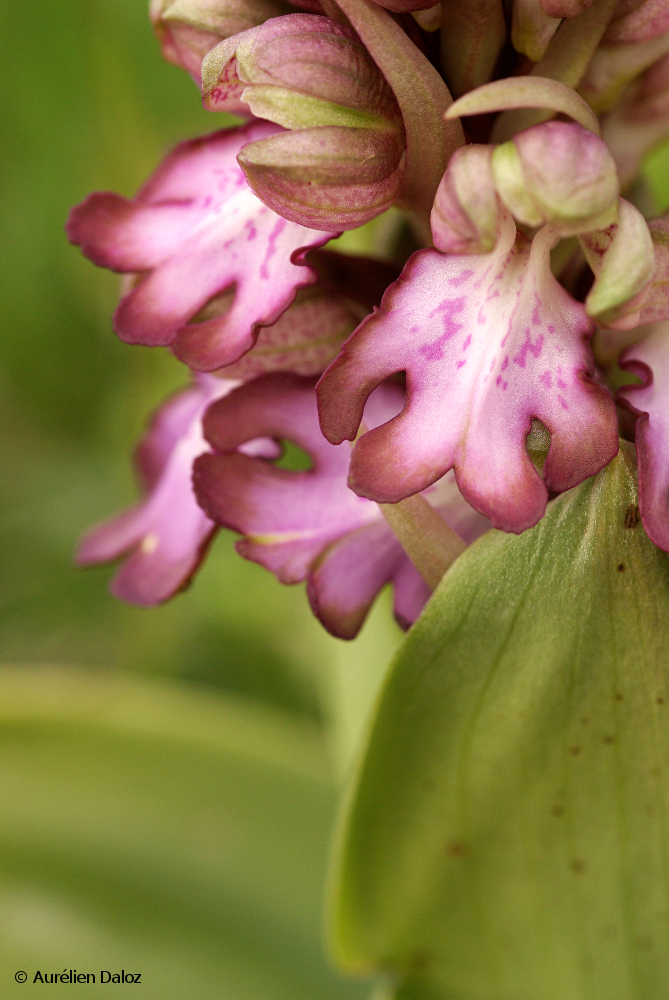 Barlie de Robert ou Orchis géant (Himantoglossum robertianum)