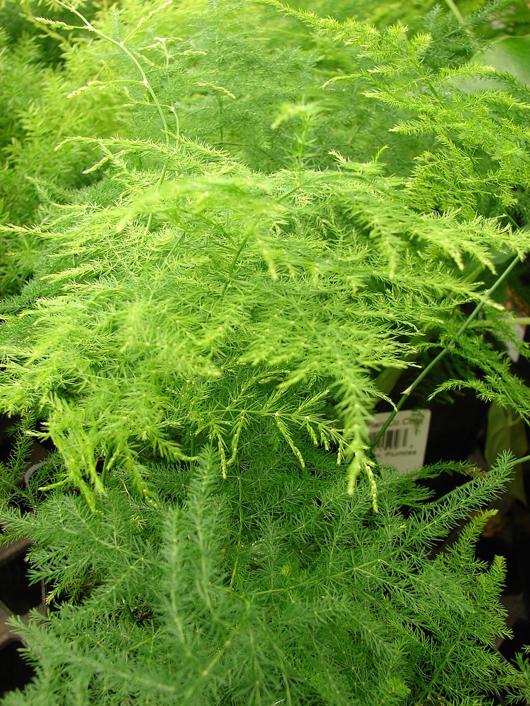 Asparagus setaceus