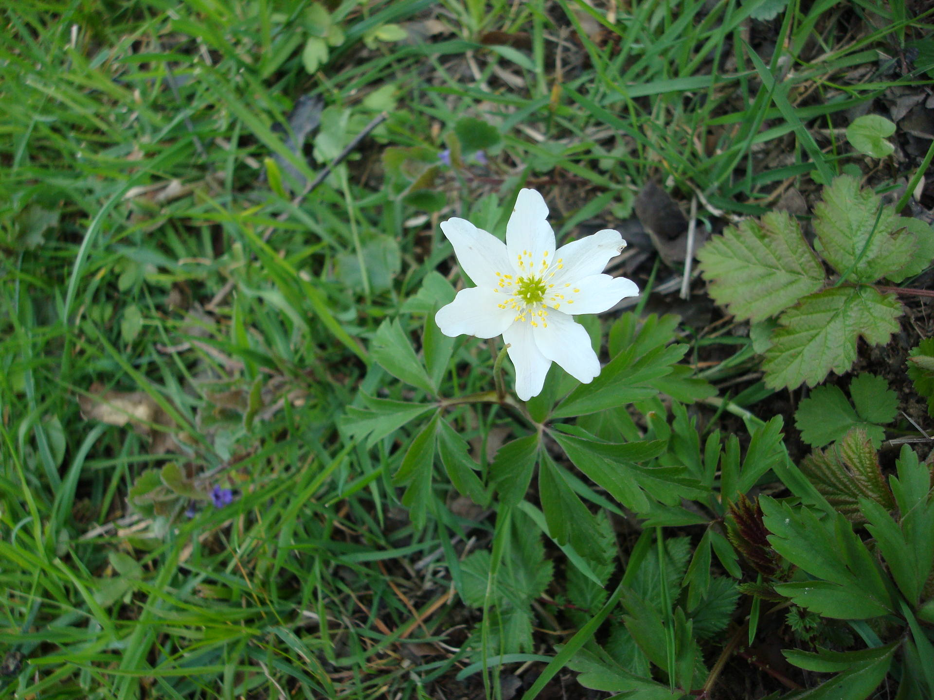 Anemone nemorosa