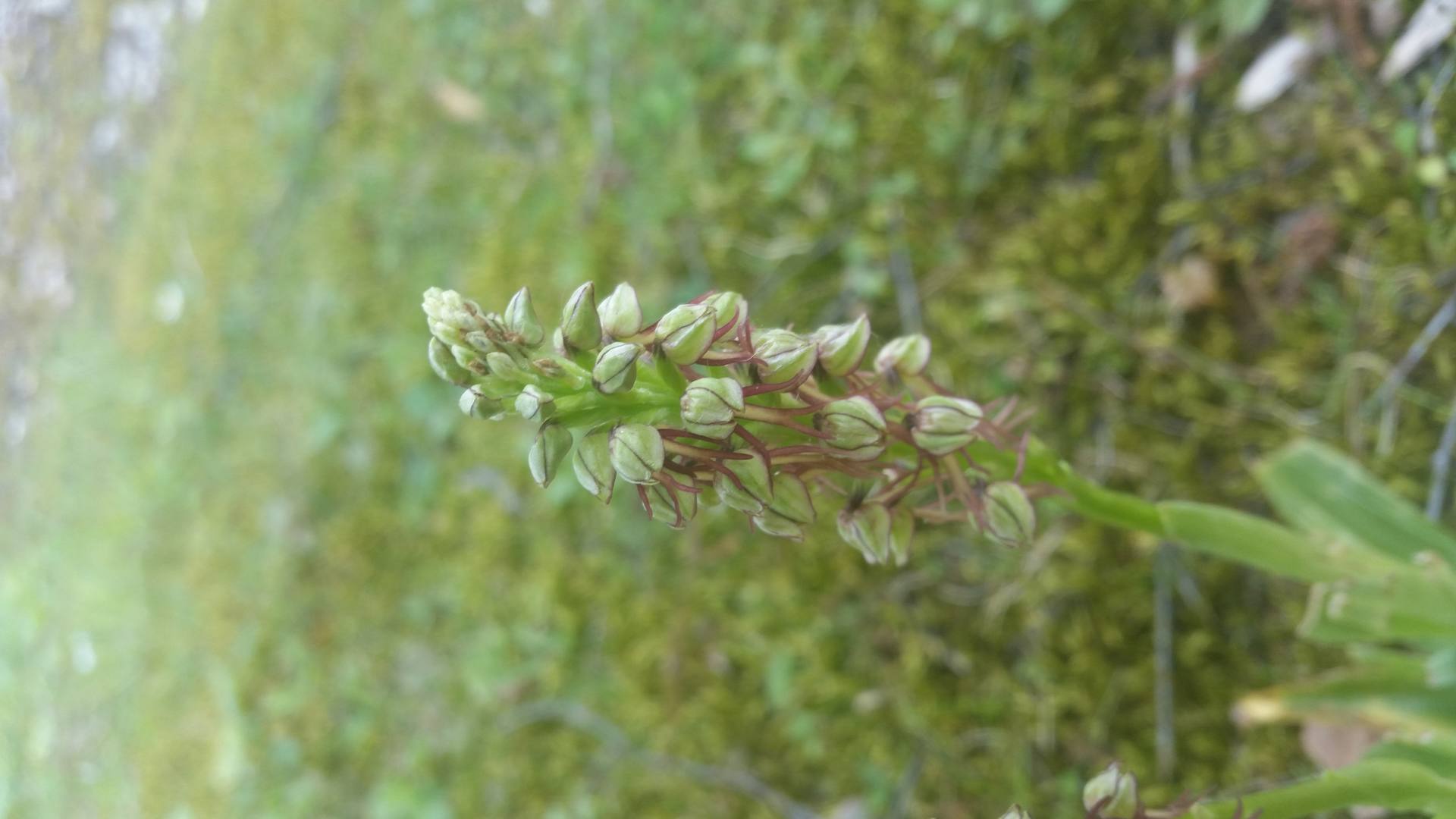 Orchis anthropophora