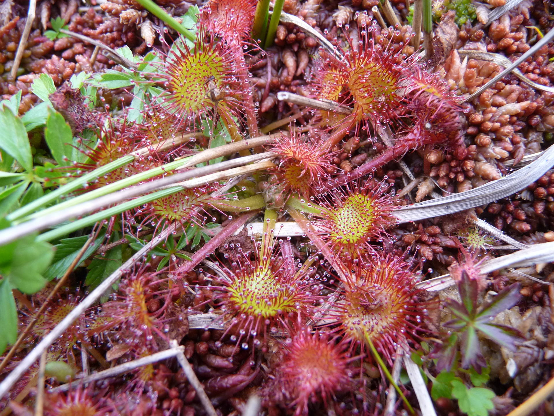 Rossolis tourbière Jura