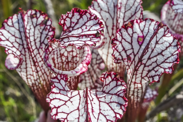 un groupe d'urnes de Sarracenia leucophylla blanches veinées de rouge vu du dessus
