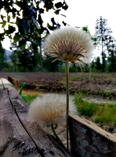 Tragopogon porrifolius L.