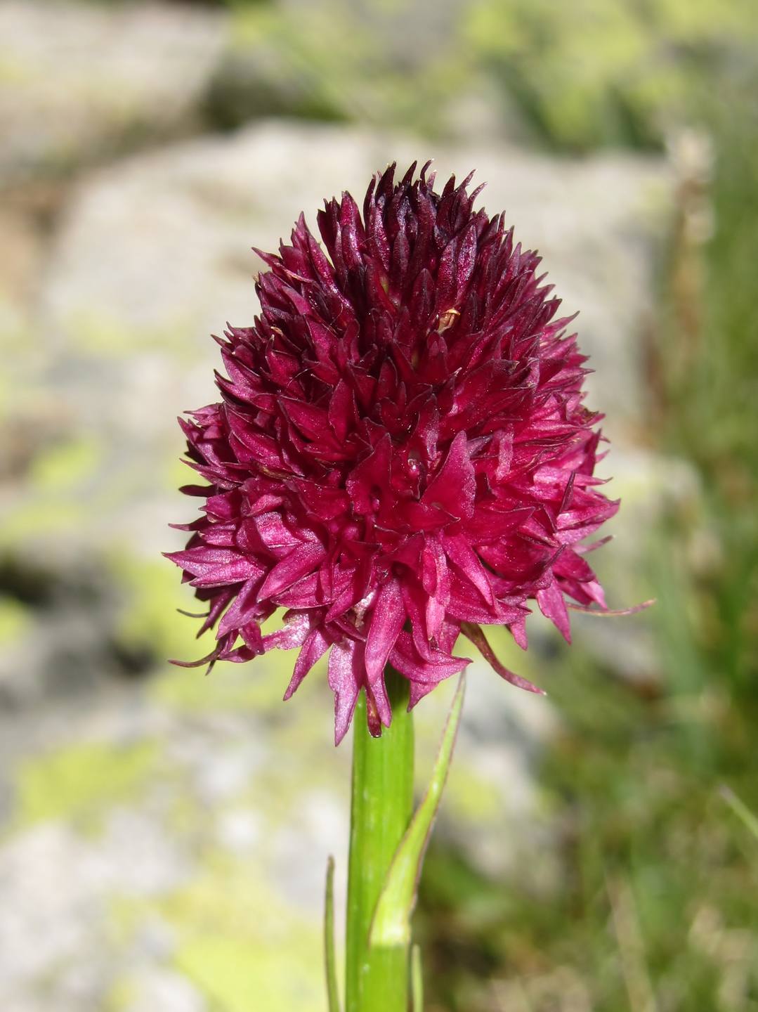 Nigritelle_Orcières (05)_15-07-2017