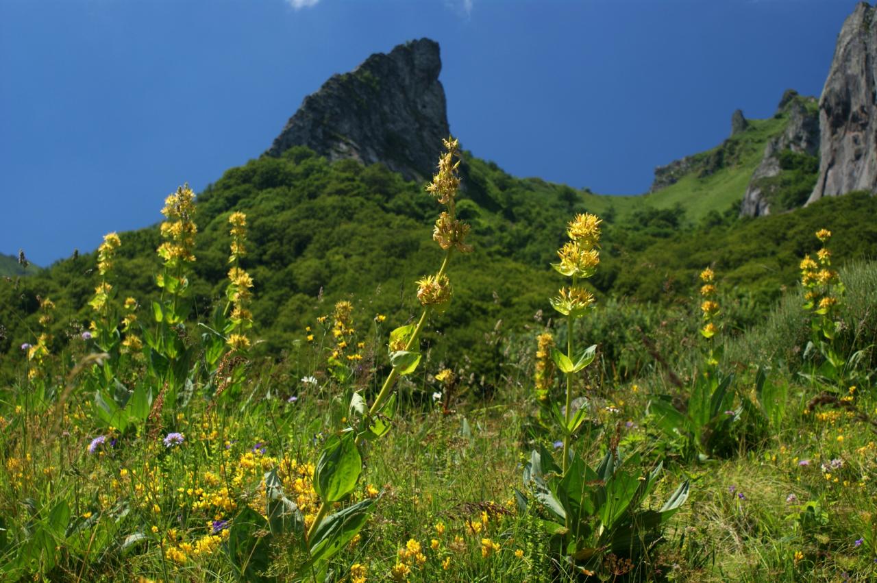 Fleurs de gentiane en vallée de Chaudefour