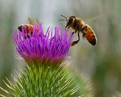 Abeilles et chardon