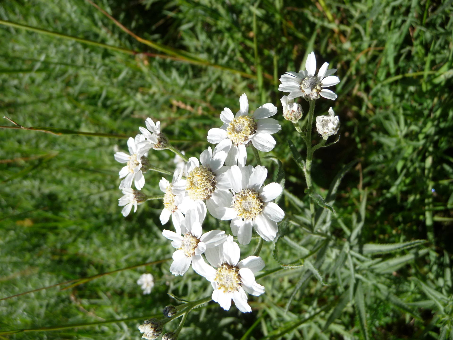 Achillée sternutatoire