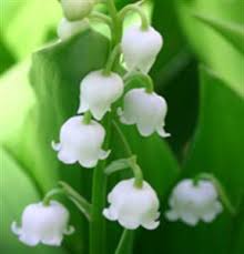 clochettes de muguet