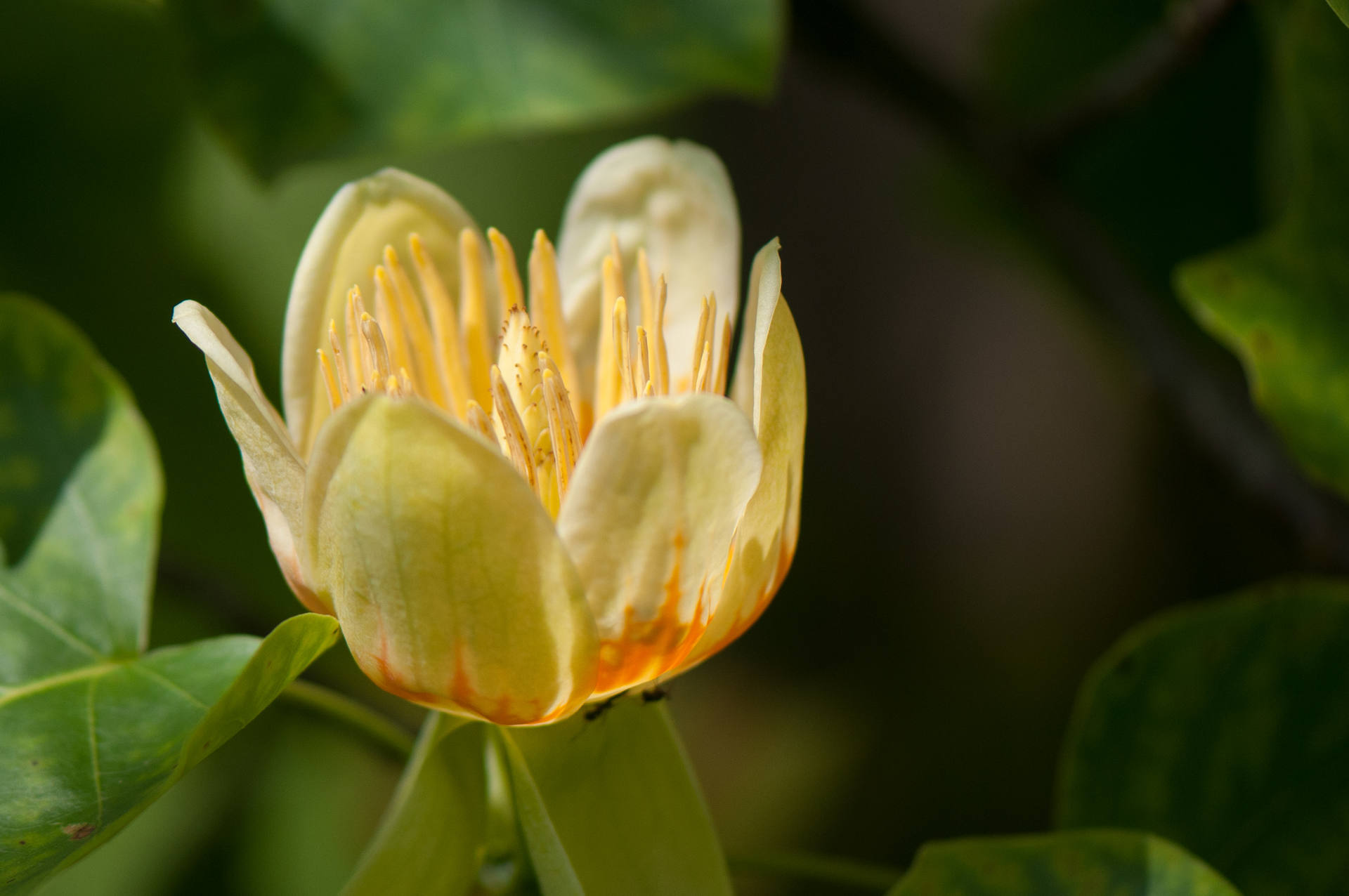 Fleur de tulipier ou arbre à tulipes