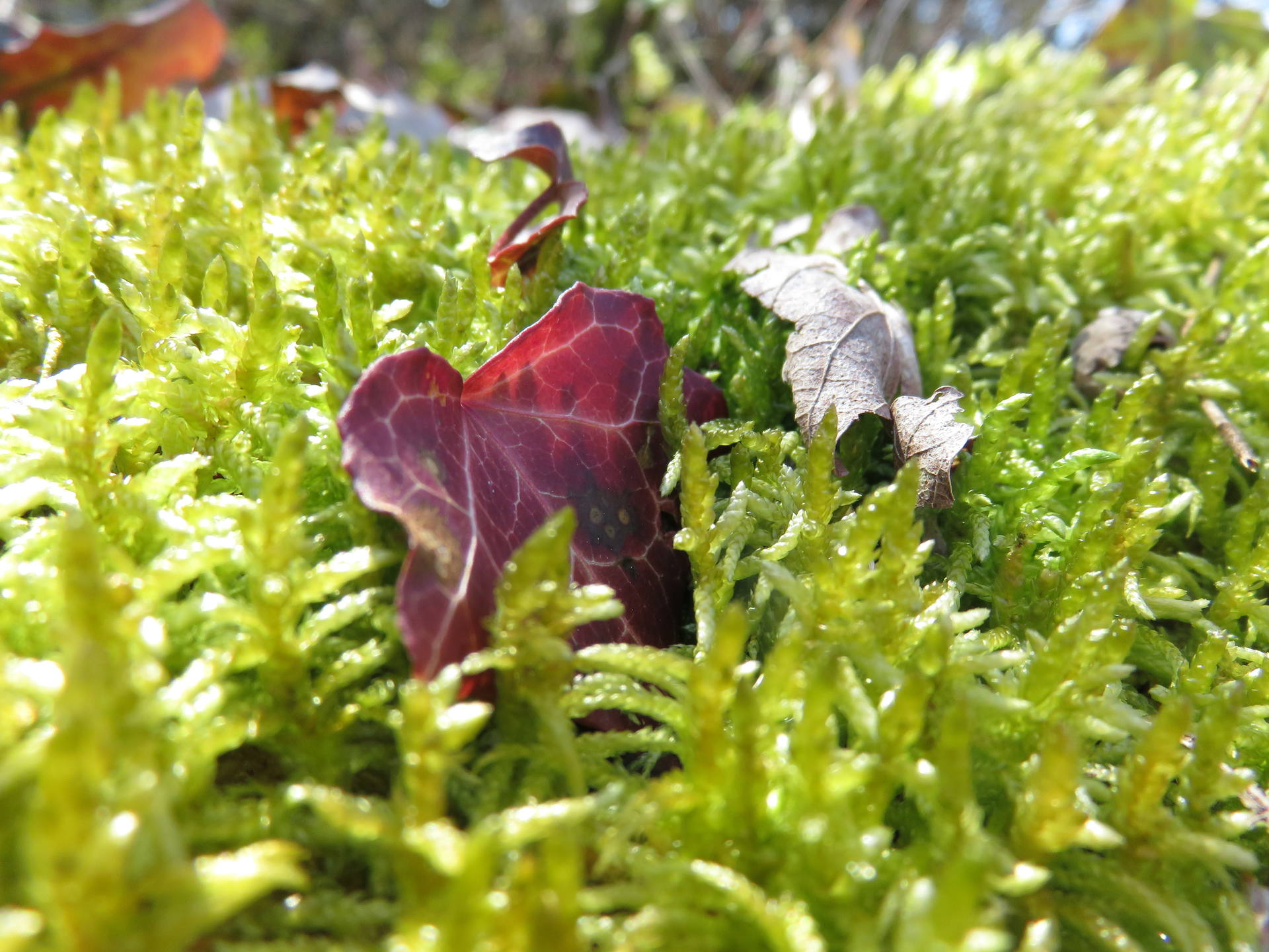 Une feuille de lierre automnale sur lit de mousse