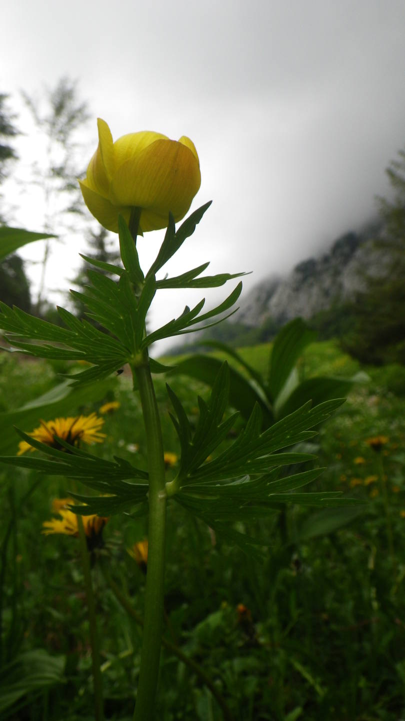 Trolle au col de la Frasse à Entrevernes (74)