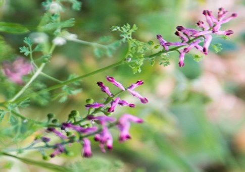 Fumeterre_officinale