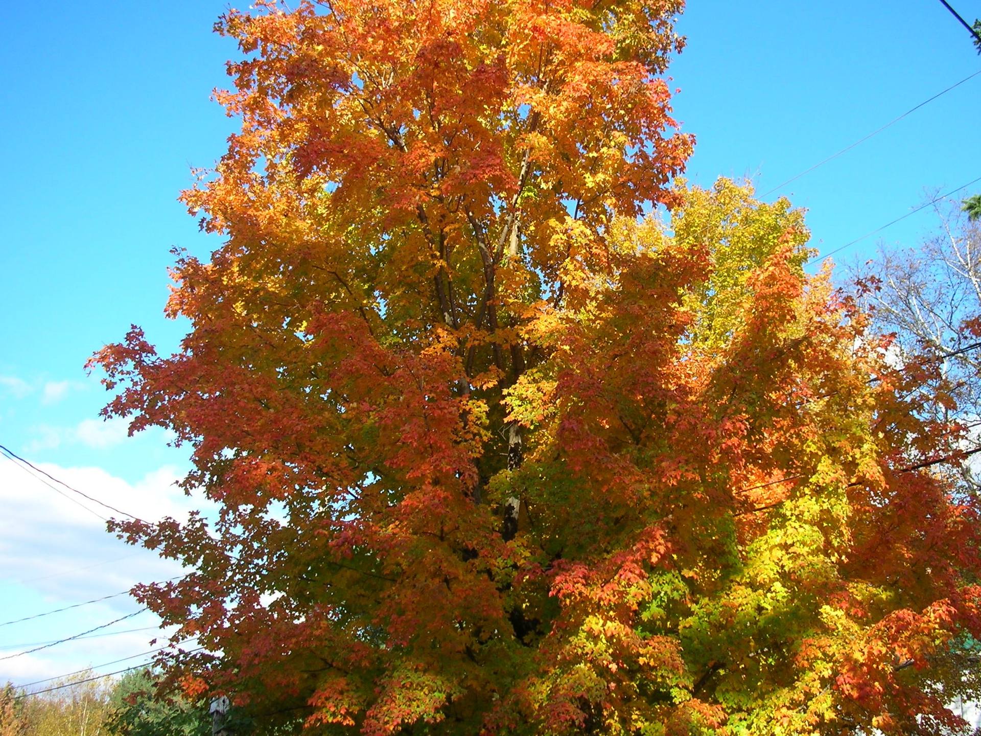 Acer saccharum en octobre