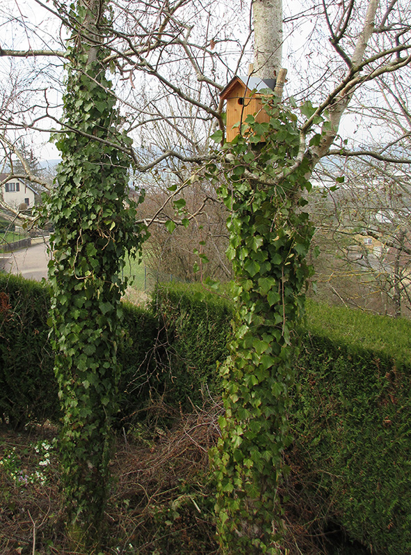 Lierre dans mon jardin