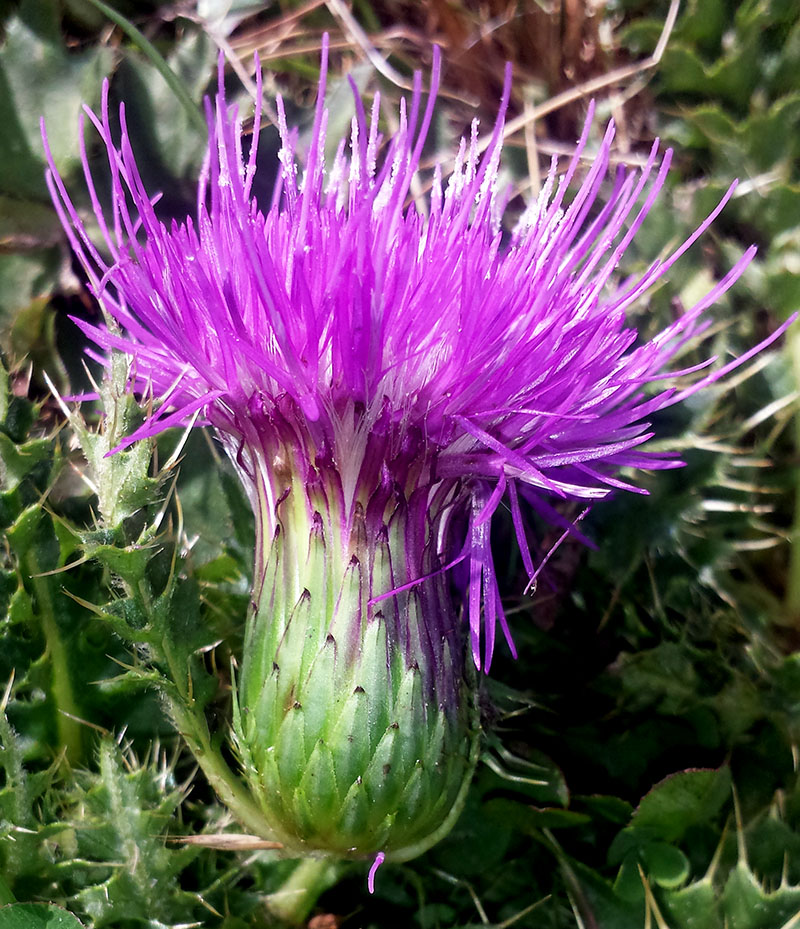 Carlina acaulis de profil