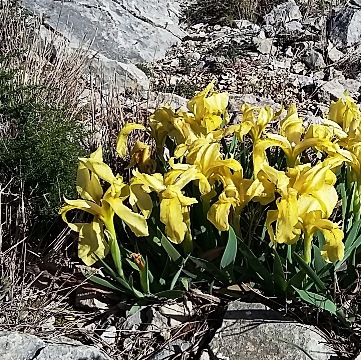 iris des garrigues