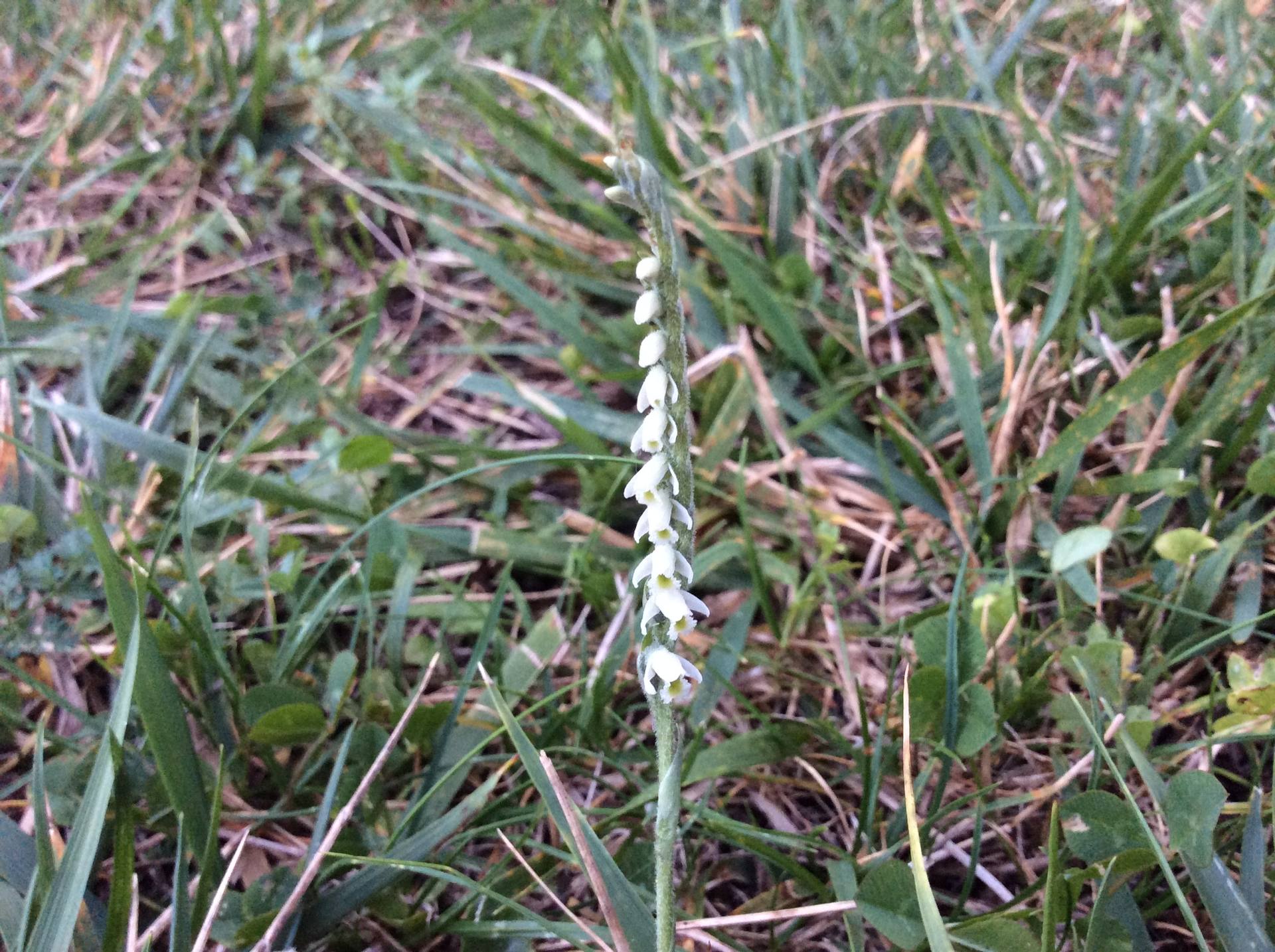 Spiranthes autumnalis