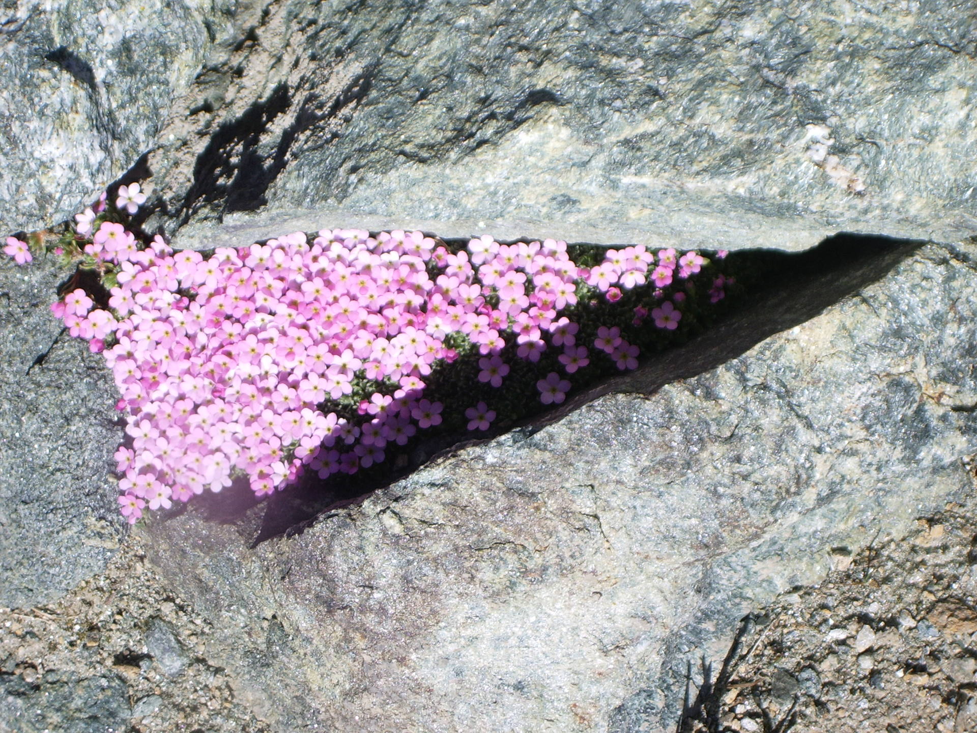 Fleurs de montagne