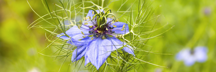Nigela sativa