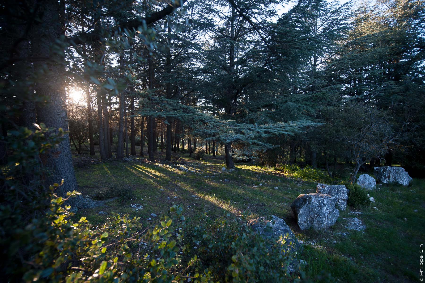 un sous-bois, forêt des cèdres, Luberon