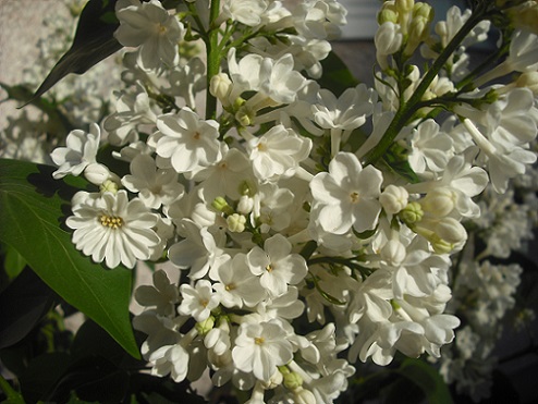 Syringa vulgaris 'Rochester' (photo de mon album perso)